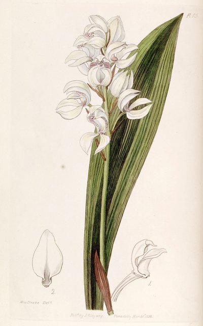 Govenia liliacea von Miss Drake